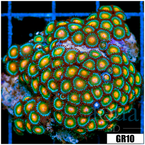 Gator Eyes Zoanthids Chunk