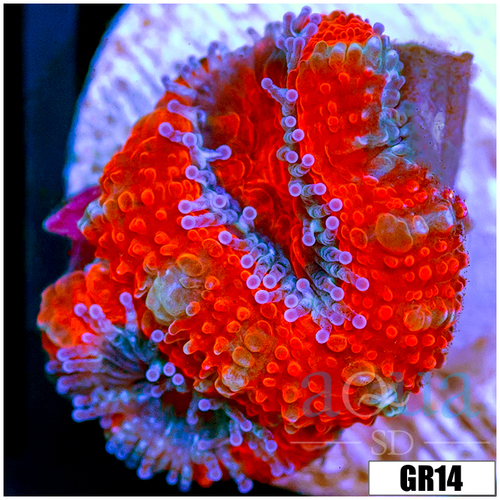 Peppermint Candy Acan Lord
