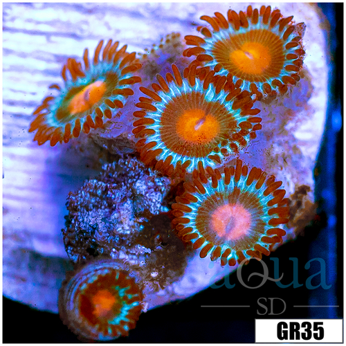 Gator Eyes Zoas