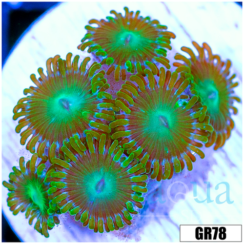 Dragon Eyes Zoas