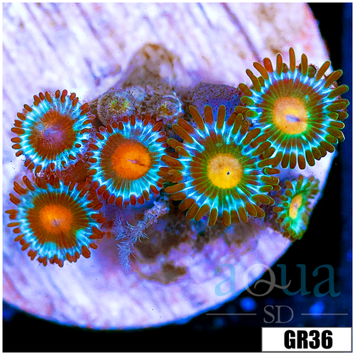 Gator Eyes Zoas