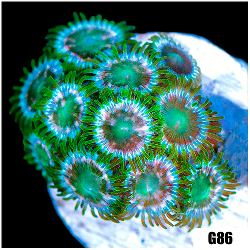 ASD Portal Zoas