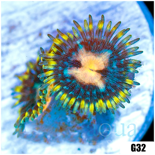 Laser Lemon Zoanthids