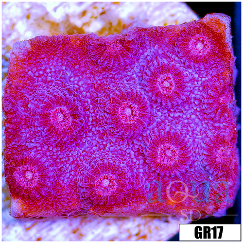 Grape Cyphastrea