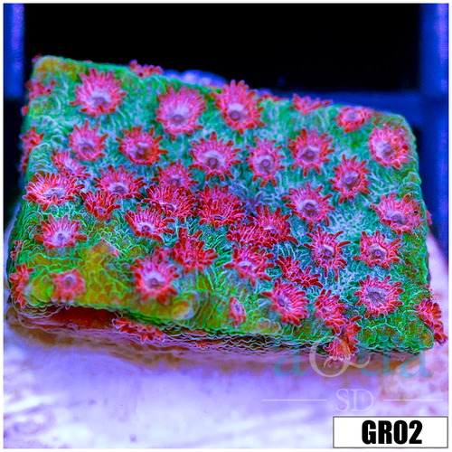 Watermelon Gushers Cyphastrea