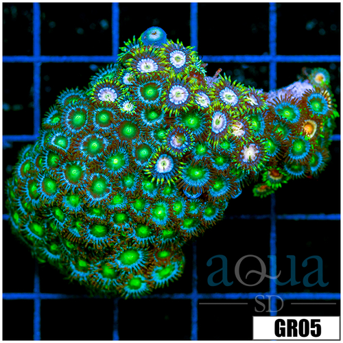 Combo Zoanthids Chunk