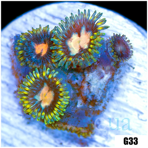 Laser Lemon Zoanthids