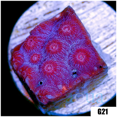 Grape Cyphastrea