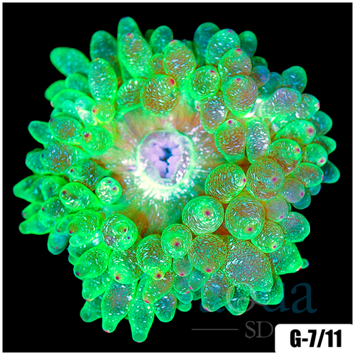 Acid Wash Bubble Tip Anemone