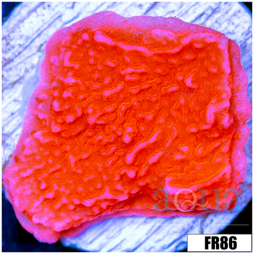 Orange Plating Monti
