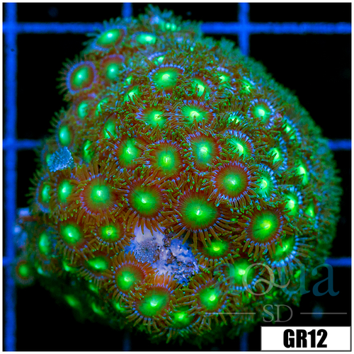 Dragon Eyes Zoanthids Chunk