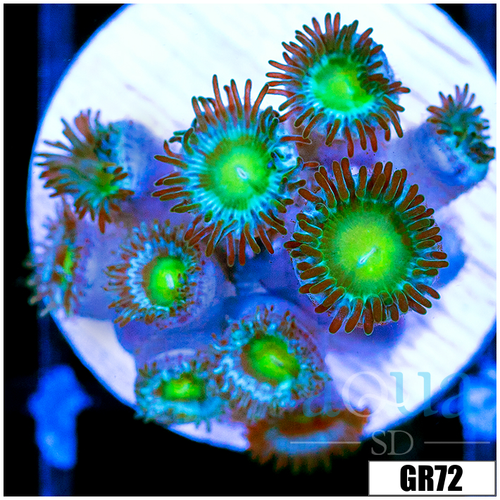 Dragon Eyes Zoas