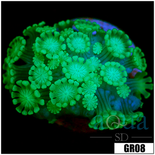 Green Petals Alveopora