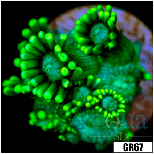 Neon Star Goniopora