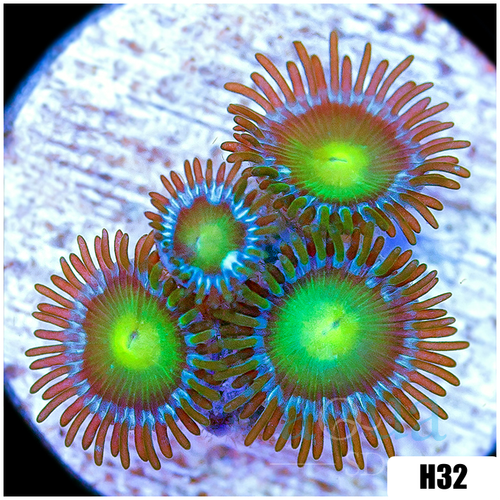Dragon Eyes Zoanthids