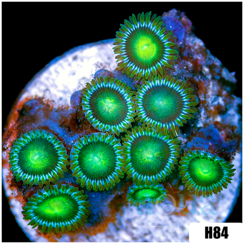 Dragon Eyes Zoanthids