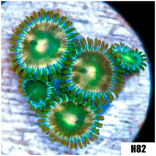 ASD Portal Zoanthids
