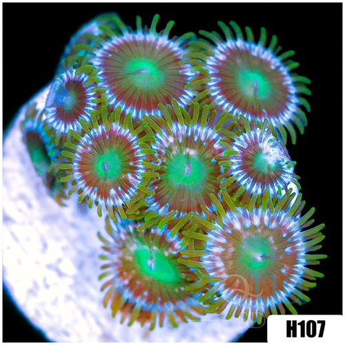 ASD Portal Zoanthids