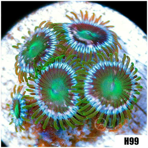 ASD Portal Zoanthids