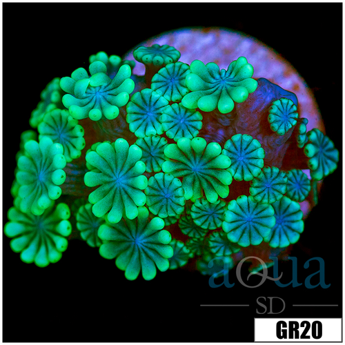 Green Petals Alveopora