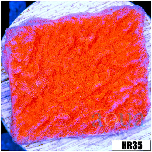 Orange Plating Monti