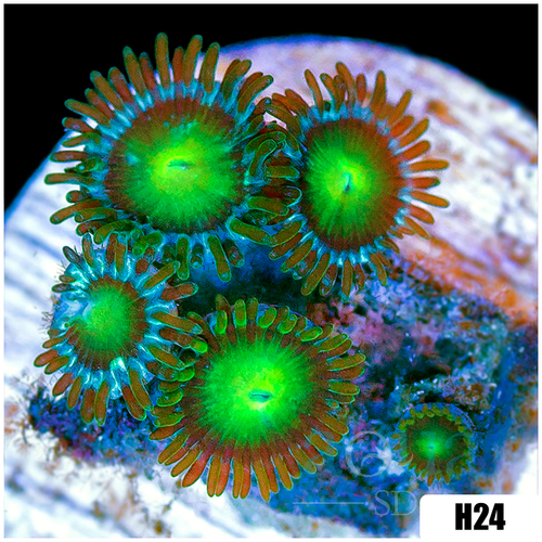 Dragon Eyes Zoanthids