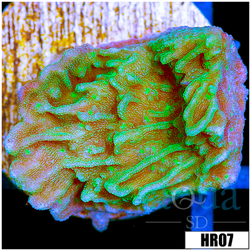 Nuclear Montipora