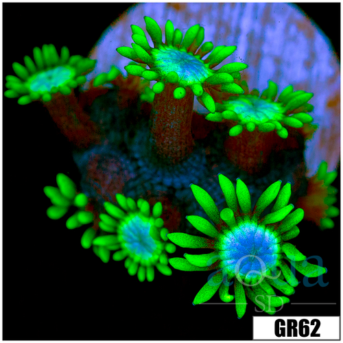Neon Star Goniopora