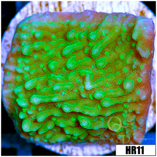 Nuclear Montipora