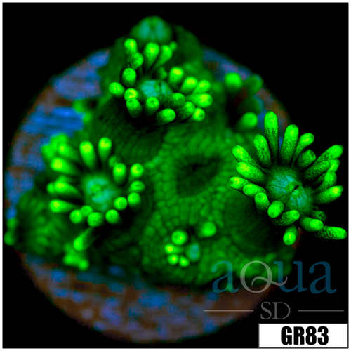 Neon Star Goniopora