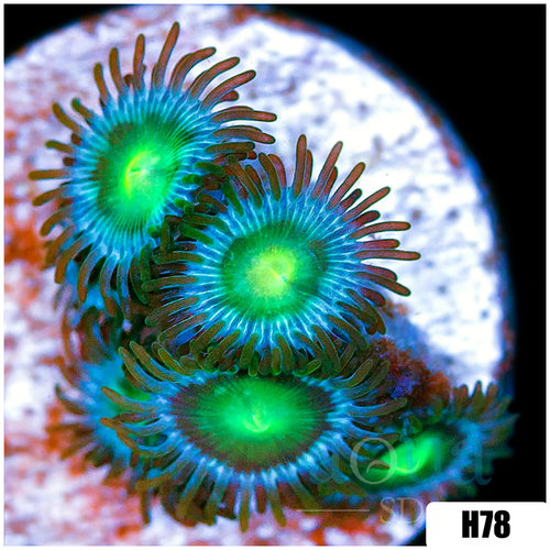 Dragon Eyes Zoanthids