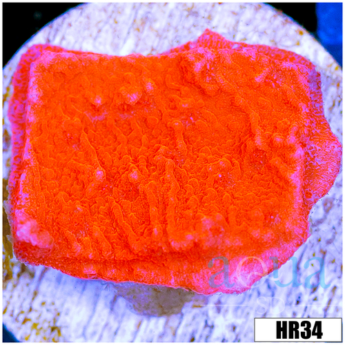 Orange Plating Monti