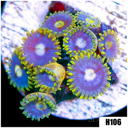 Blow Pop Zoantids