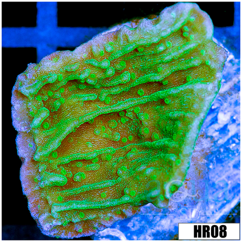 Nuclear Montipora