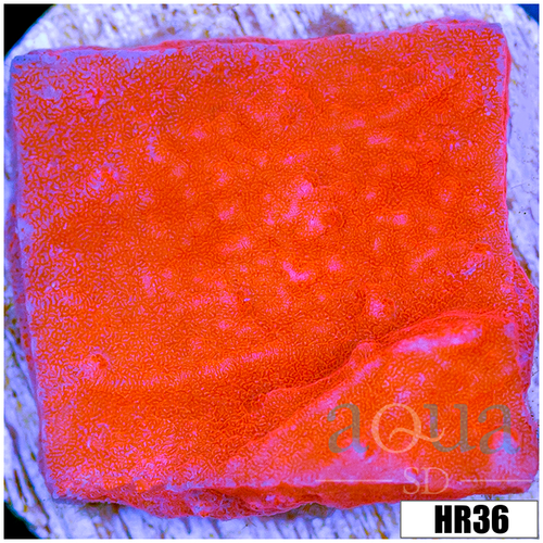Orange Plating Monti