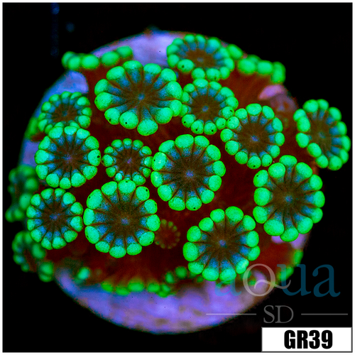 Green Petals Alveopora