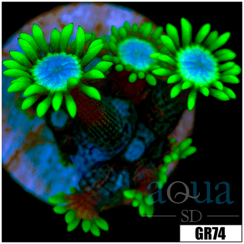 Neon Star Goniopora