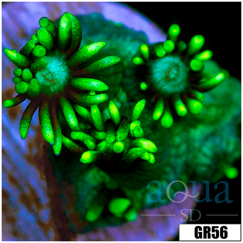 Neon Star Goniopora