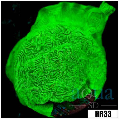 Encrusting Nuclear Leptoseris