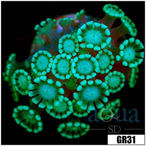 Green Petals Alveopora