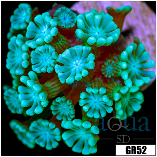 Ice Alveopora