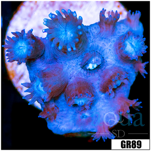 Shadow Goniopora