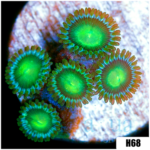 Dragon Eyes Zoanthids