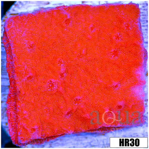 Orange Plating Monti