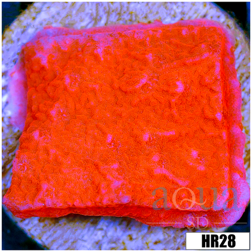 Orange Plating Monti