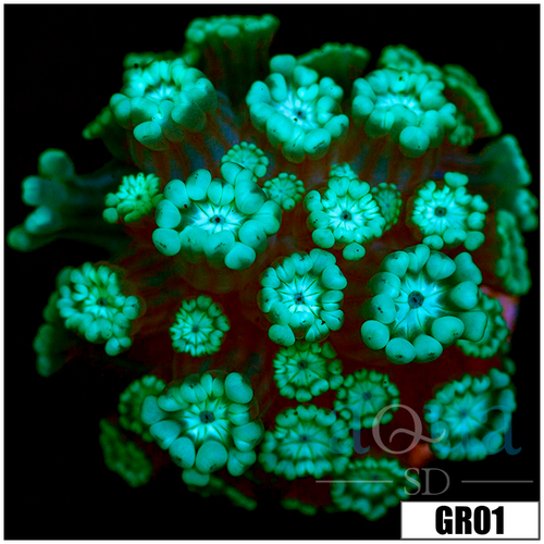 Green Petals Alveopora