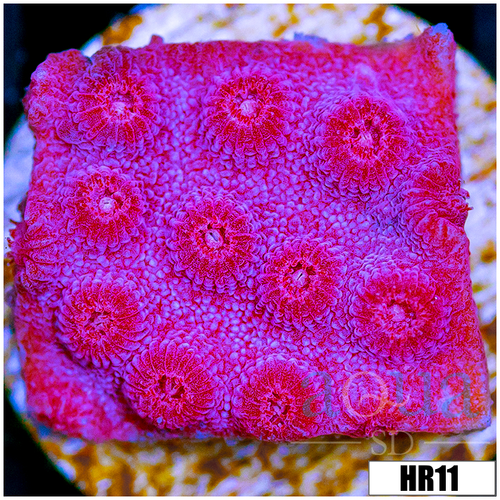 Grape Cyphastrea
