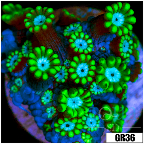 Green Petals Alveopora