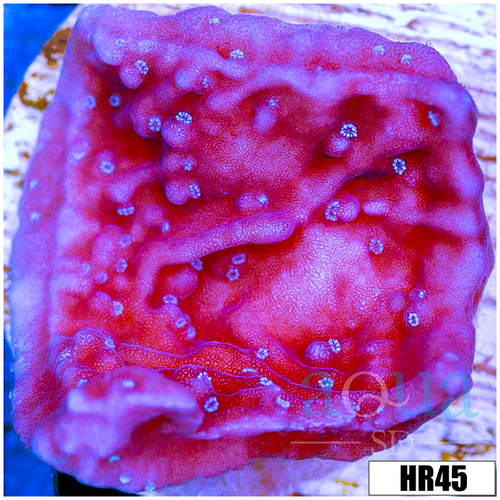 Purple Haze Monti
