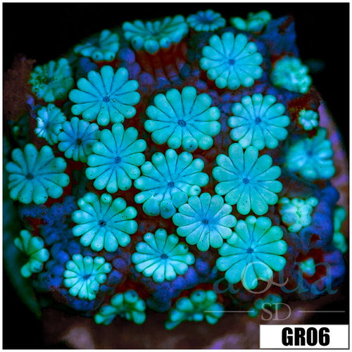 Ice Alveopora